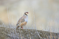 Chukar Partridge Fine Art Print by Richard Wright - 18x24, 24x36