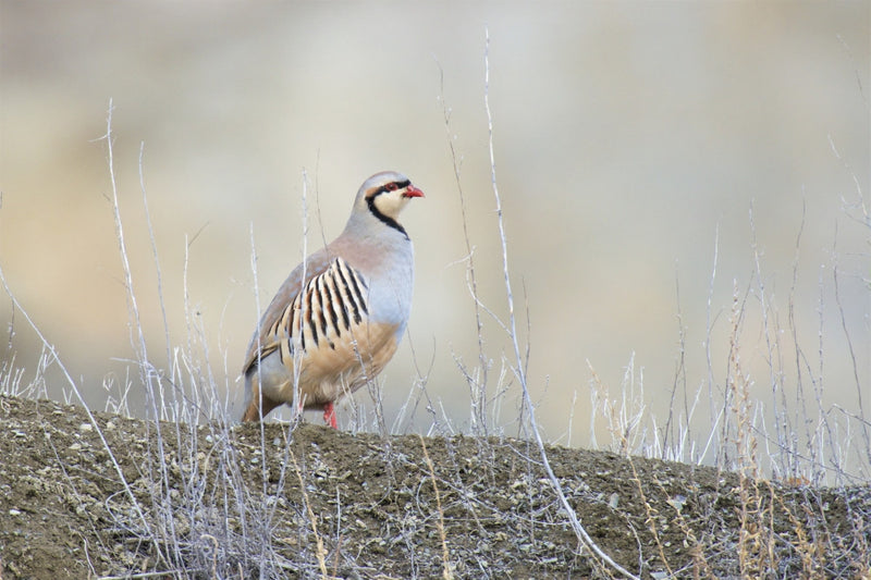 Chukar Partridge Fine Art Print by Richard Wright - 18x24, 24x36