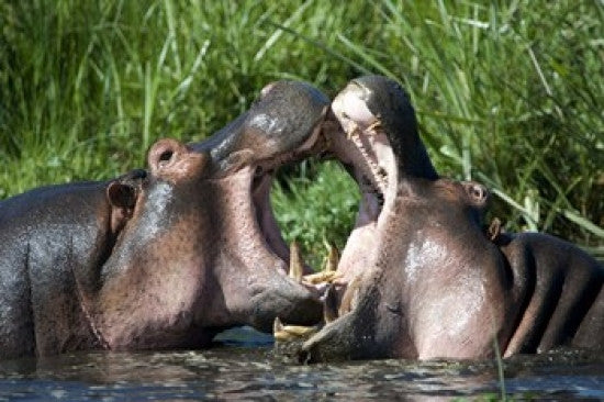 Two Hippopotamuses Fighting in Water - Ngorongoro Crater Print by Panoramic Images
