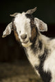 Curious Adult Doe Goat Poster Print by Janet Horton
