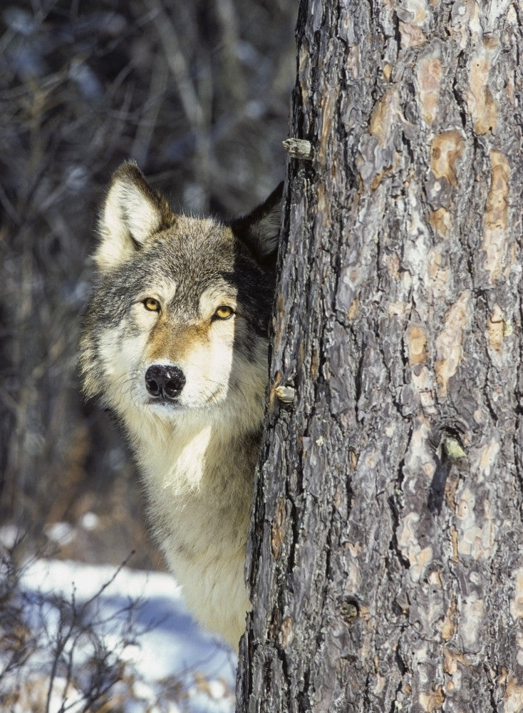 Wolf in Winter Fine Art Print by Tom Soucek | Posterazzi