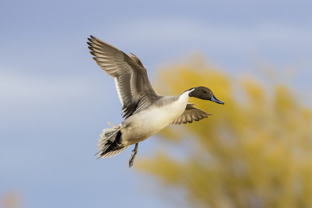 Northern Pintail Duck Landing Fine Art Print by Larry Ditto