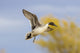 Northern Pintail Duck Landing Fine Art Print by Larry Ditto