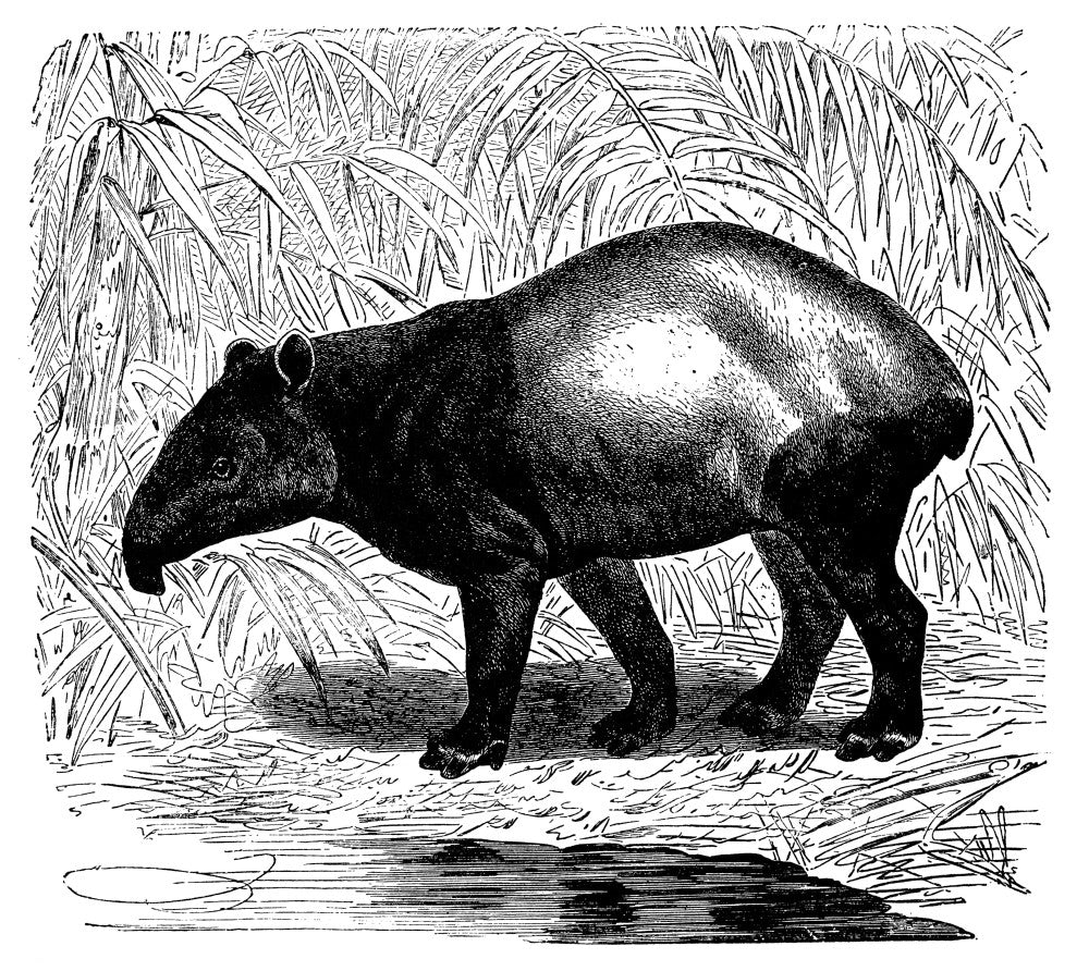 Malaysian Tapir Wood Engraving Fine Art Print by Granger Collection