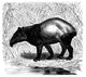 Malaysian Tapir Wood Engraving Fine Art Print by Granger Collection