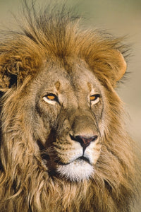 Portrait of a Majestic Male Lion Fine Art Print by Tom Soucek