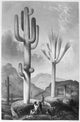 Saguaro Cactus Fine Art Print - 19th Century Steel Engraving