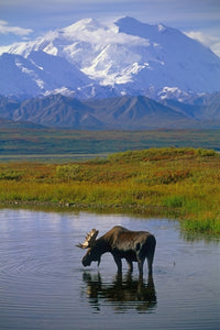 Bull Moose in Tundra Pond Fine Art Print by Tom Soucek