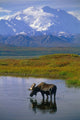 Bull Moose in Tundra Pond Fine Art Print by Tom Soucek