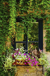 Vines and Flowers in Window Box Fine Art Print by David Chapman