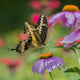 Giant Swallowtail Butterfly Close-Up on Purple Coneflower Art Print by Julie DeRoche