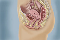Female Reproductive Anatomy Fine Art Print by TriFocal Communications