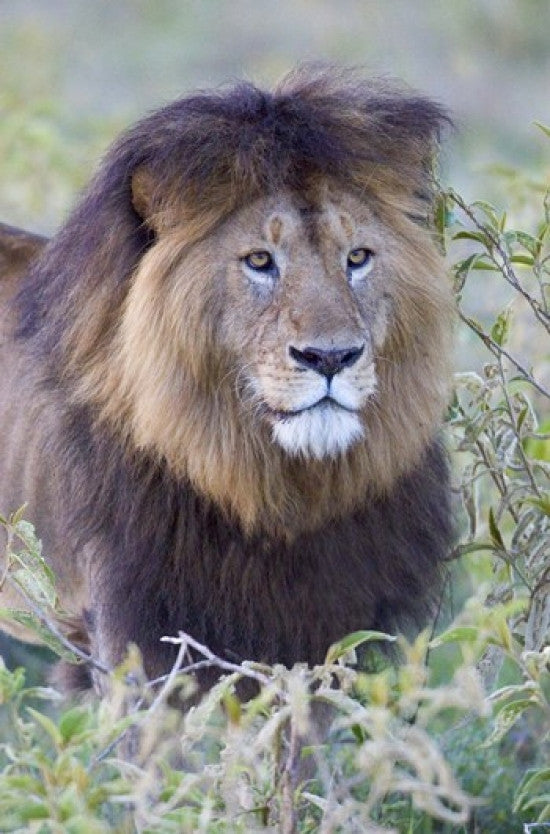 Close-Up of a Majestic Black-Maned Lion in Ngorongoro Crater - Fine Art Print by Panoramic Images