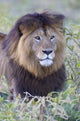 Close-Up of a Majestic Black-Maned Lion in Ngorongoro Crater - Fine Art Print by Panoramic Images