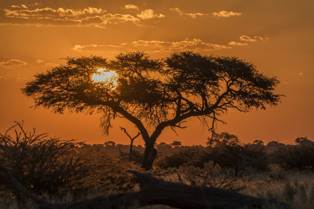 Silhouette of Acacia Tree at Orange Sunset - Botswana Art Print by Nick Dale