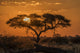 Silhouette of Acacia Tree at Orange Sunset - Botswana Art Print by Nick Dale