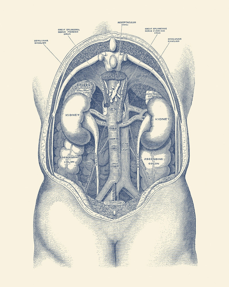 Vintage Human Kidney Anatomy Fine Art Print by John Parrot