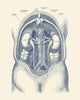 Vintage Human Kidney Anatomy Fine Art Print by John Parrot