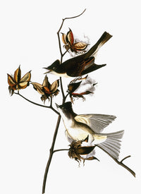 Northeastern Phoebe Fine Art Print from Audubon's 'The Birds of America'