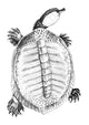 Bartram's Soft Shell Turtle Copper Engraving Fine Art Print