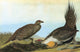 Audubon Greater Sage Grouse Fine Art Print - Engraving by Granger Collection
