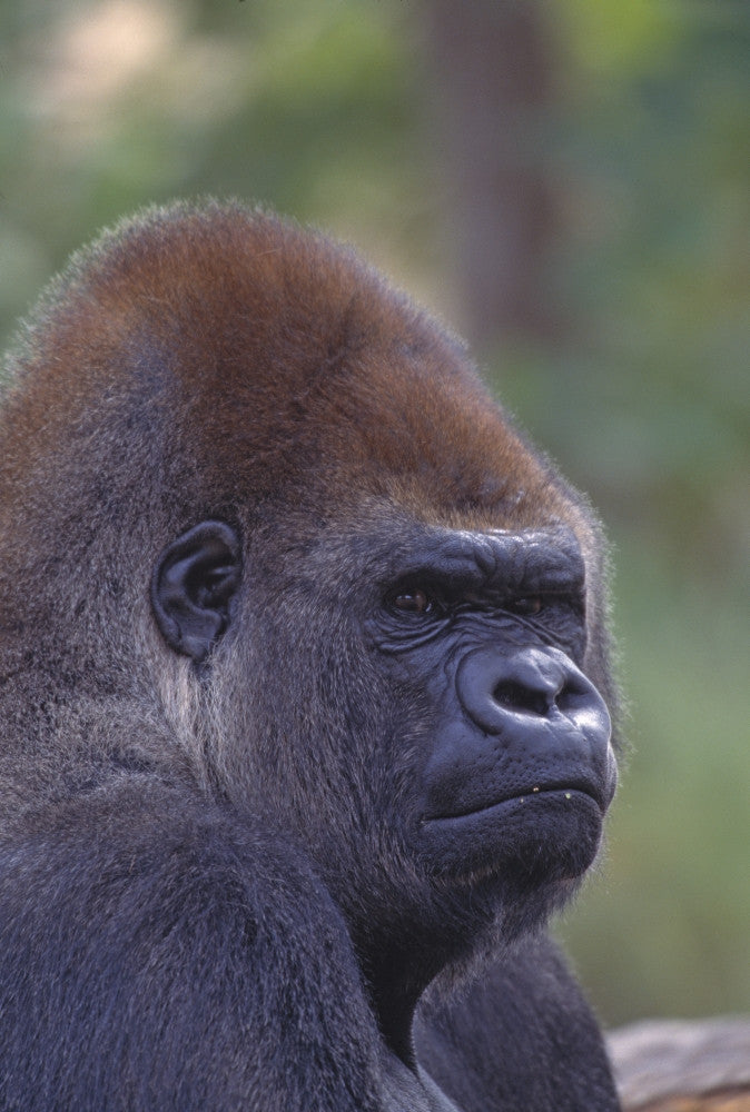 Portrait of a Gorilla Fine Art Print