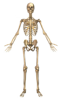 Human Skeletal System Front View Fine Art Print