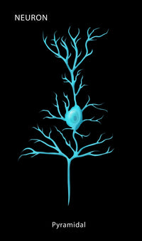 Pyramidal Neuron Fine Art Print by Monica Schroeder | Science Source