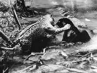 Jaguars in the Amazon Jungle - Fine Art Print by Granger Collection