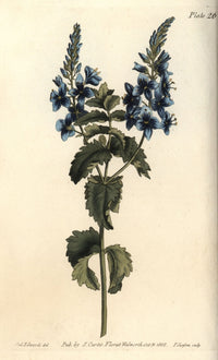 Germander Speedwell (Veronica Chamaedrys) Fine Art Print by Florilegius