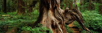 Hoh Rainforest Old Growth Trunk Fine Art Print by Ron Watts