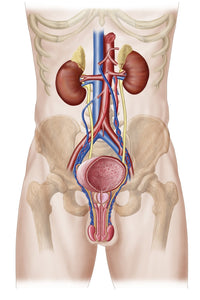Anatomy of Male Urinary System Fine Art Print