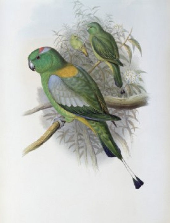 Racket-tailed Parrot Fine Art Print by John Gould