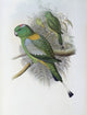 Racket-tailed Parrot Fine Art Print by John Gould