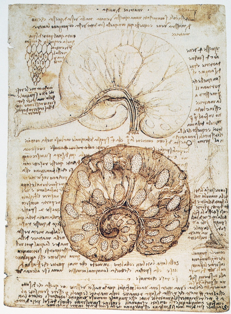 Leonardo Da Vinci Cow Uterus Fine Art Print | Granger Collection