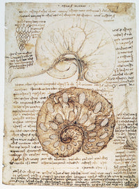 Leonardo Da Vinci Cow Uterus Fine Art Print | Granger Collection