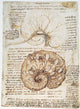 Leonardo Da Vinci Cow Uterus Fine Art Print | Granger Collection