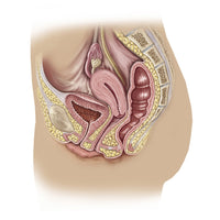 Female Reproductive Anatomy Fine Art Print by TriFocal Communications