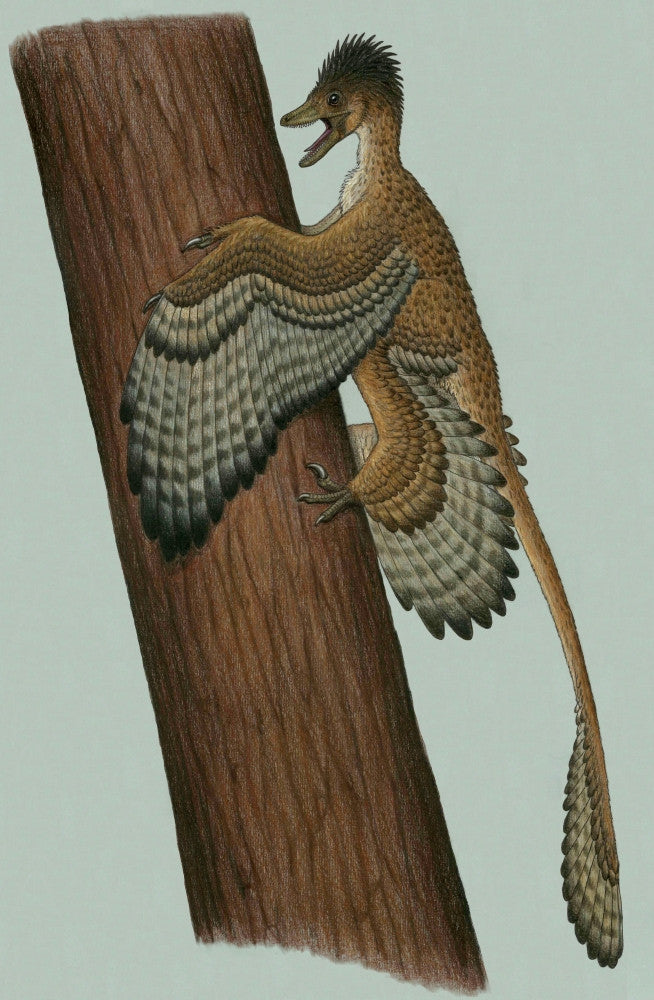Microraptor gui Fine Art Print - Early Cretaceous Theropod