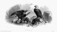 The Eagles Nest American Banknote Engraving Fine Art Print by Granger Collection