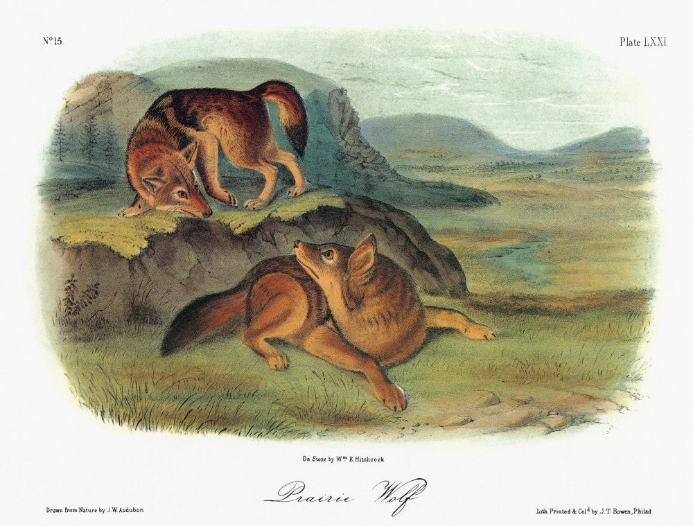Audubon Coyote Lithograph Fine Art Print - Prairie Wolf Art