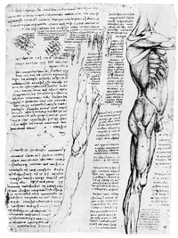 Leonardo da Vinci Anatomy Study Fine Art Print - C1510