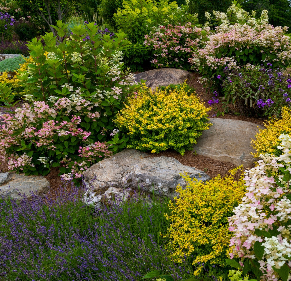 Rocks and Plants in Rock Garden Fine Art Print by Panoramic Images