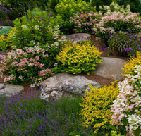 Rocks and Plants in Rock Garden Fine Art Print by Panoramic Images