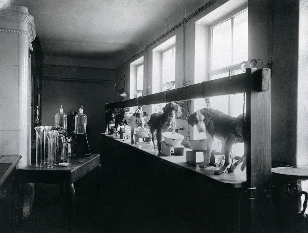 Five Dogs Undergoing Pavlov's Experiments Fine Art Print by Science Source
