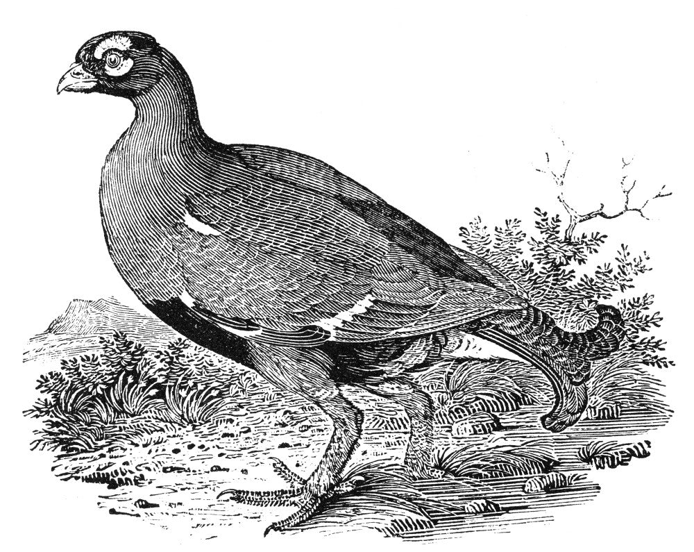 Black Grouse Wood Engraving Fine Art Print by Granger Collection