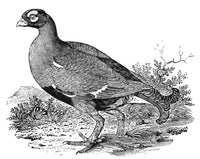 Black Grouse Wood Engraving Fine Art Print by Granger Collection