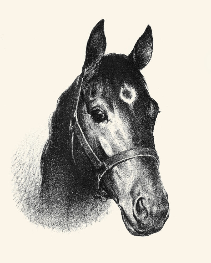 C.W. Anderson's Horse Illustrations Fine Art Print | Posterazzi