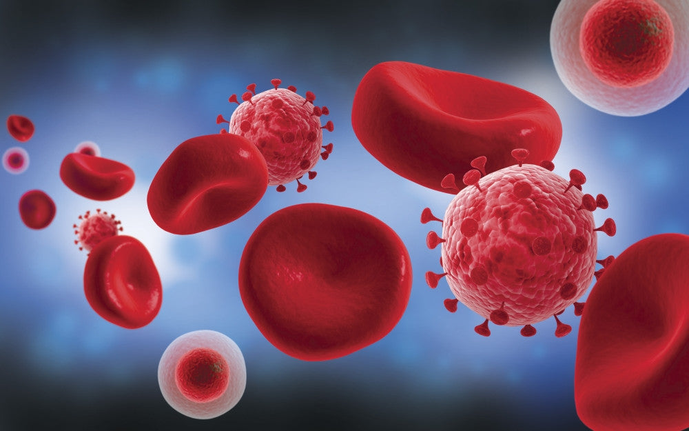Microscopic View of Blood Cells with Virus Fine Art Print