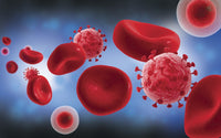 Microscopic View of Blood Cells with Virus Fine Art Print
